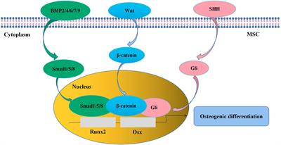 Recent Advances in Enhancement Strategies for Osteogenic Differentiation of Mesenchymal Stem Cells in Bone Tissue Engineering